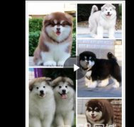 重慶熱門犬舍常年出售寵物狗 品種齊全 保證健康純種