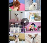 重慶熱門犬舍常年出售寵物狗 品種齊全 保證健康純種